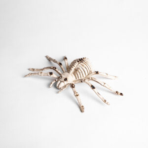 Esqueleto de Araña 23 x 15.5 x 7 cms. en Plástico
